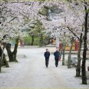 ♣4/4(토)완주 모악산 산행과 천년고찰 금산사 벚꽃 이미지