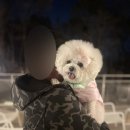 엠2엠 | 이천 애견동반 카페 카페더엠 이천본점 2층 테라스 가능 대형카페 후기