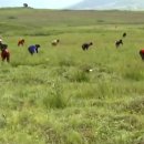 해방농장 이미지