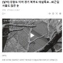 [날씨] 강원도 이어 경기 북부도 대설특보...퇴근길 서울도 많은 눈 이미지