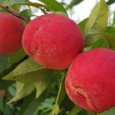 선운산농협 공음지점 이미지