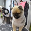 놀러와캣독 이미지