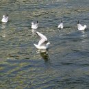 수영강변 이미지