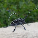 하늘소 농장 이미지