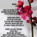 홍매화 /다채 정연희 이미지