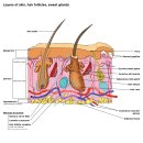 Re: 아토피 피부염과 피부세균 관계 2021년 Nature review. 이미지