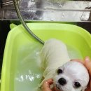 루이앤독 이미지