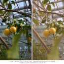 스마트폰 활용 사진+동영상 촬영 | 입문용 카메라 니콘 Z30 일월수목원 실내 식물원 동영상 촬영 후기