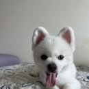 포동이네 티스토리