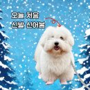 강아지야 | 겨울 강아지산책, 산책신발 n년째 사용후기