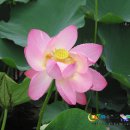 사랑의연못 이미지