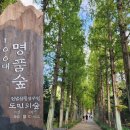 (주)내꺼 전남연구소 | 전남 나주 산림 자원 연구원 메타세콰이어길 추천