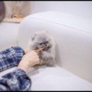 유앤미펫 강아지분양 고양이분양 위례점 이미지