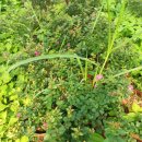 에메랄드그린 이미지