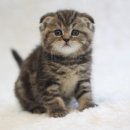 수원고양이분양 도레미캣 이미지