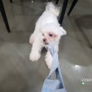 개편한 세상 | 제주도 애견카페, 개편한세상 이용요금 및 후기