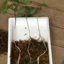 선의농원 | 선의 농원 산양산삼 직거래합니다.