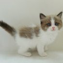 My Love Cat(마이러브캣) 이미지