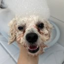 하루멍멍 | 해운대애견미용 : “멍멍부띠끄” 비숑 버블스파 강아지목욕 후기