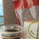 가보프라자 | 2월 푸켓 여행 후기 _ 빠통비치, 올드타운, 시밀란, 피피섬, 마린 플라자