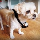 아빠 동물병원 이미지