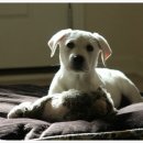 십자로약국 이미지