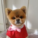 슈나우펫 이미지