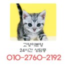 강남고양이분양 나비캣 이미지