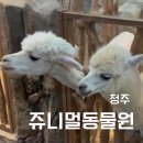 청주리라유치원(아이세상어린이집 옆) | 청주 아이와 가볼만한 곳 주차 걱정 없는 쥬니멀동물원에서 알파카와 카피바라를 만나러가다.