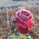 로타리 꽃농원 이미지