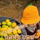 [제주] 고즈넉한 산방산 주위 아늑한 귤밭체험 감귤체험감귤밭[미즈허팜]