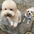 오늘의 강아지 이미지