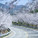 용담면 벚꽃길 이미지