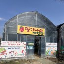 딸기나라 | [남양주] 딸기따기 체험, 팔당유기농딸기나라 후기