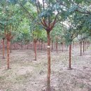 비안농장 이미지