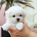 달링하이강아지분양 - 4586 | 달링하이강아지분양