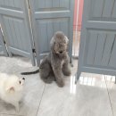 멍까루 네이버블로그