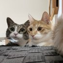 오월의 동물병원 | 5살 코숏 고양이 스케일링 &amp; 발치 내돈내산 후기 <경산 오월의 동물병원>