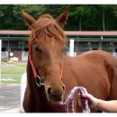 통산1목장 이미지