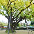 방학동 은행나무 이미지