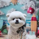 강아지 미용 이미지