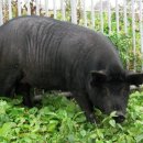 정가네흑돼지 이미지