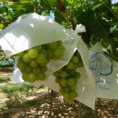 금광농장 이미지