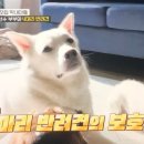 빽곰댄스 이미지