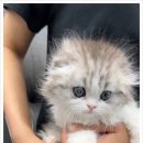 버디독 고양이분양 강아지분양 안심분양센터 인천점 이미지