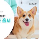 펫테리 이미지
