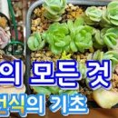 다육이 잎꽂이 번식 삽목 키우는법 다육식물물주기(연봉, 보초) 이미지