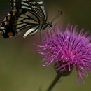 꽃과 나비 이미지