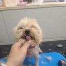 까까펫살롱 이미지