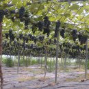 재숙농장 이미지